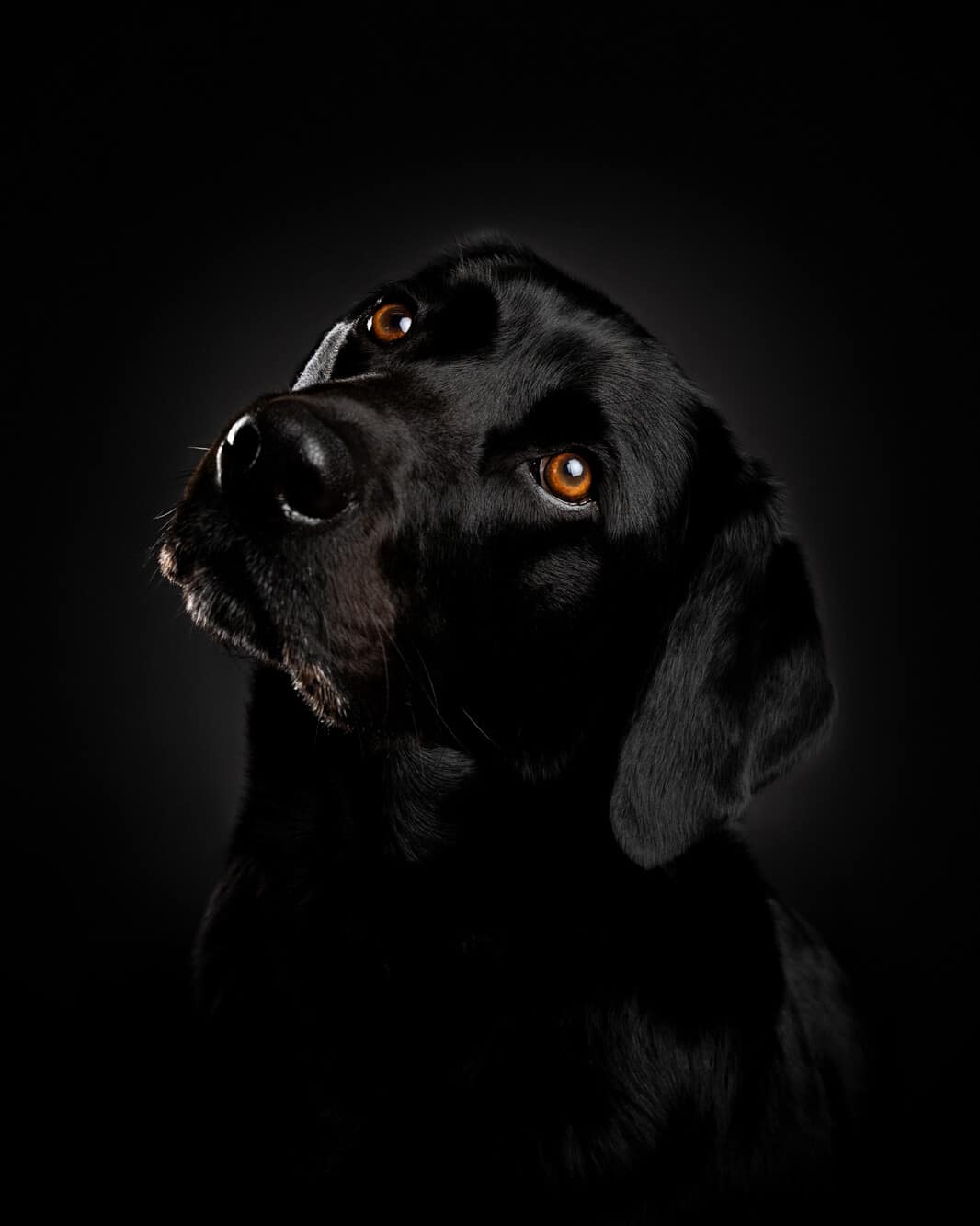 Leeds Pet Photographer