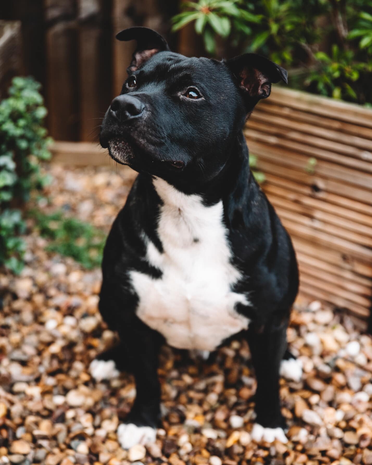 Leeds Pet Photographer