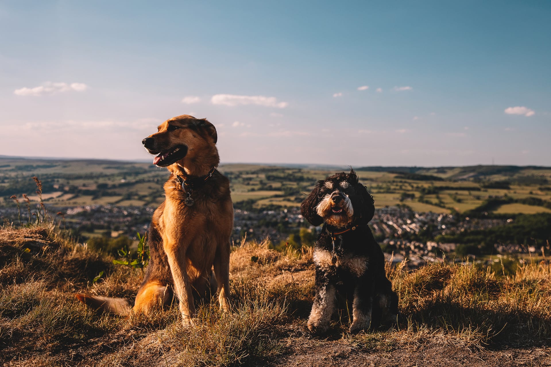 Leeds Pet Photographer
