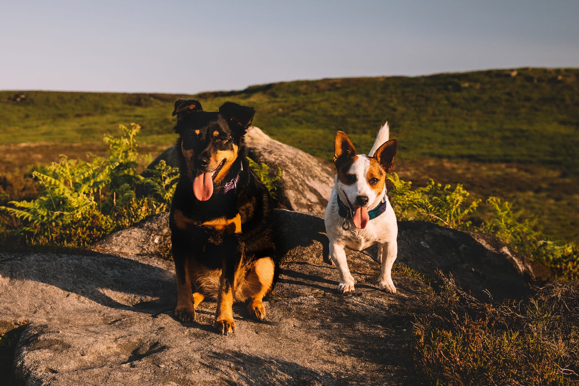 Leeds Pet Photographer-outdoor