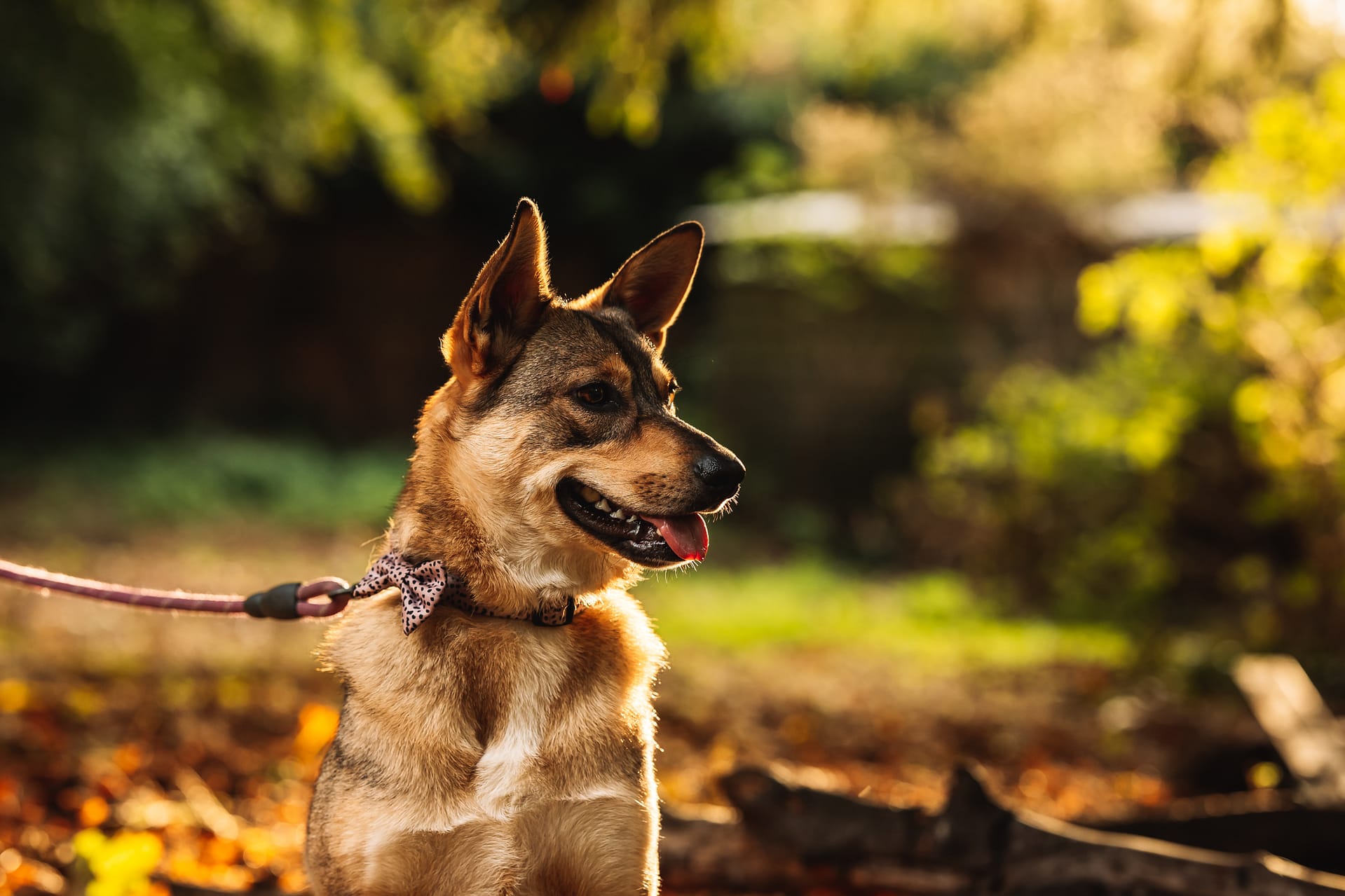 Leeds Pet Photoshoot