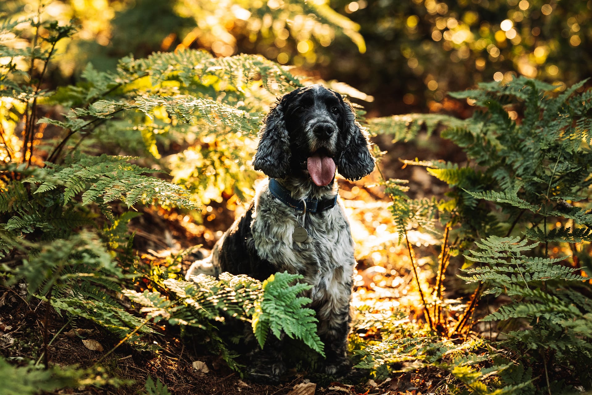Leeds Pet Photoshoot
